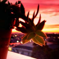 火祭り,M's Succulent Memories,夕焼け,Love & Peace,半分そらの画像