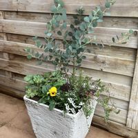 クランベリー,ビオラ,ヒューケラ,カルーナ,ユーカリ ウェブステリアナの画像