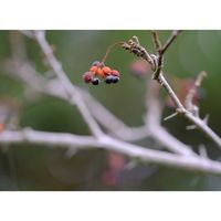 サンショウ,広い庭の画像