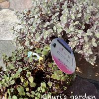 カリシア,桜色 カリシア,カリシア ロザート,静岡県民です！,しぞーか勢の画像