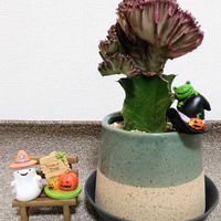 ユーフォルビア マハラジャ,ラクテア ,多肉植物,ユーフォルビア,多肉植物とサボテンの画像