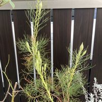 セルリア,ラナンキュラス　ラックス,花のある暮らし,おうち園芸,金曜日の蕾たちの画像