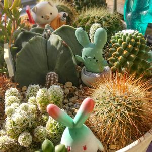 多肉植物,サボテンの寄せ植え,多肉男子,玄関アプローチの画像