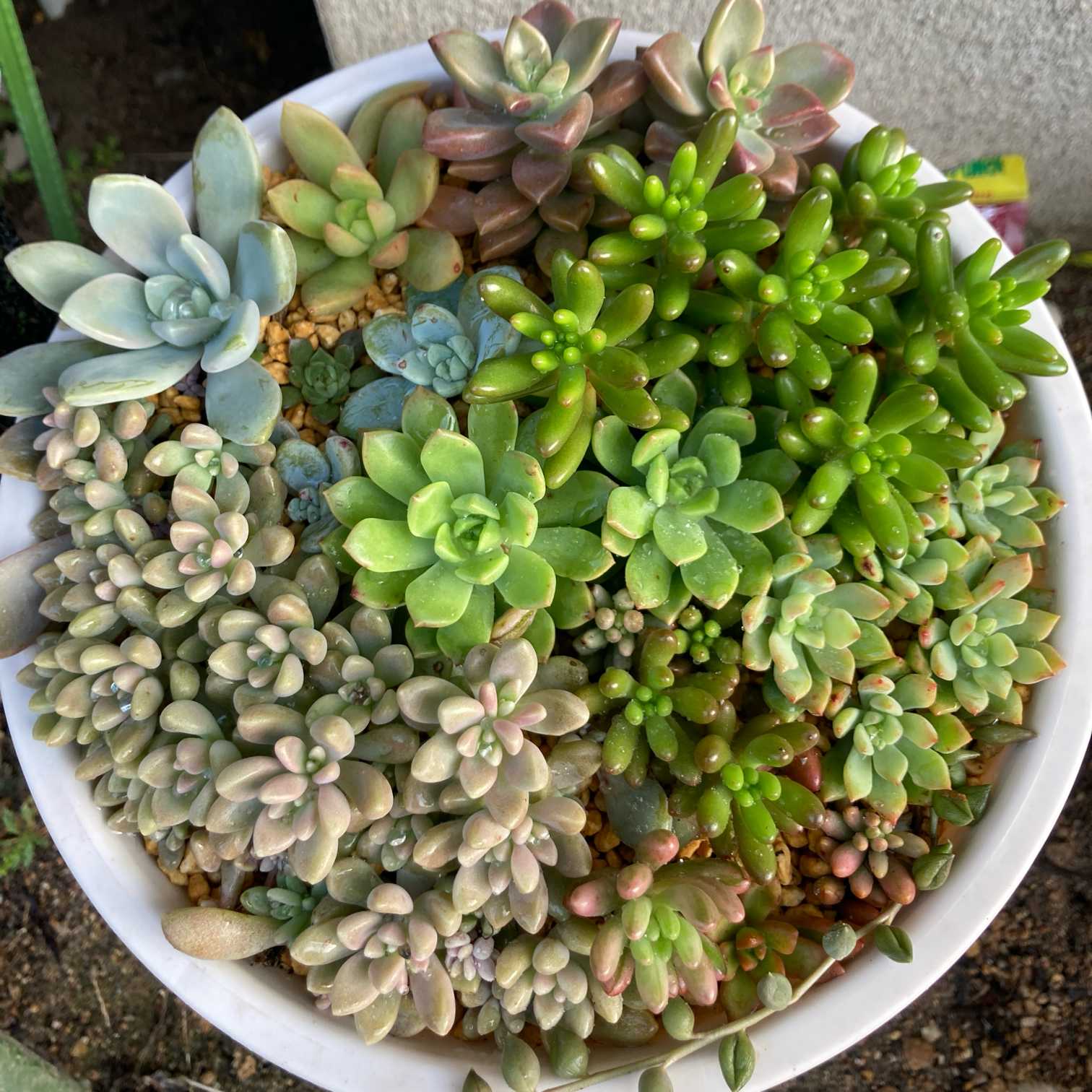 多肉の二段寄せ植えの記録🍀｜🍀GreenSnap（グリーンスナップ）