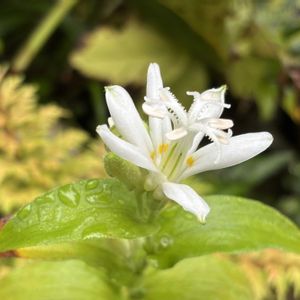 カマツカ,ホトトギス,大文字草,タイワンホトトギス,白花ホトトギスの画像