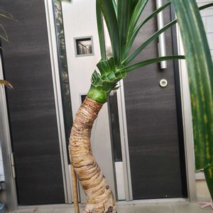 タコノキ,パンダナス,トゲなしタコノキ,観葉植物,グリーンの画像