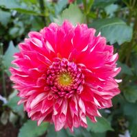 クレオメ,ダリア,ダリア大輪,ビタミンカラー,綺麗な色♡の画像