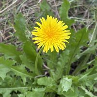 シュウメイギク,ナズナ,ホトケノザ,タンポポ,ヒメジョオンの画像