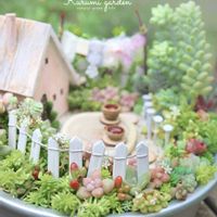 多肉植物 寄せ植え,セダム ビアーホップ,箱庭,箱庭 多肉植物,エンジュの木の画像