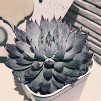 青鬼,植え替え,多肉のある暮らし,もらいもの,多肉の土の画像