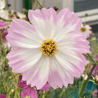 コスモス,お出かけ先にての画像