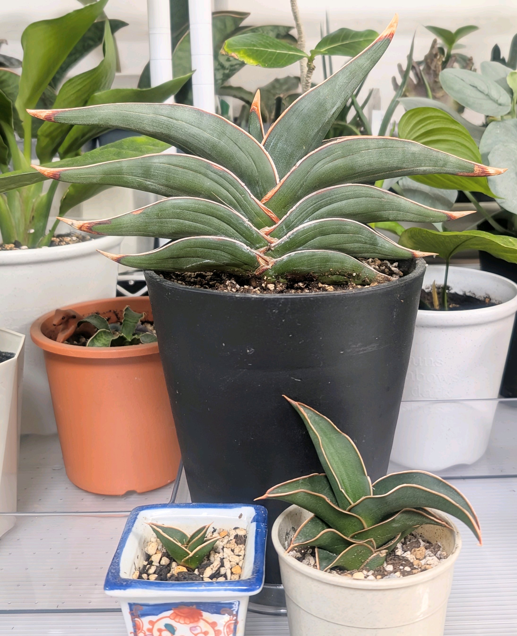 サンセベリア“ロリダ”の日記｜🍀GreenSnap（グリーンスナップ）