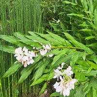 コスモス,ススキ,フジバカマ,トクサ,ハナシュクシャの画像