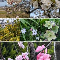 サクラ,ハナモモ,思い出,風景,豊田市の画像