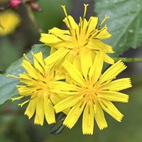 ヤクシソウ,ノブドウ,ハキダメギク,アレチハナガサ,オオヤマハコベの画像