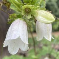 ホタルブクロ,お花は癒し,花が好き❤,☆携帯撮影☆の画像