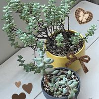 ルペストリス,フーケリーハイブリッド,葉挿し,男前,ウォーターマークの画像