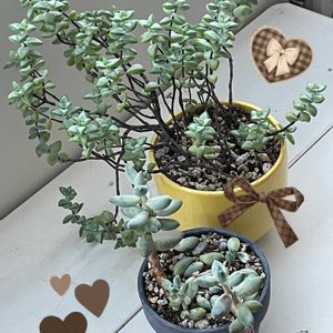 ルペストリス,フーケリーハイブリッド,葉挿し,男前,ウォーターマークの画像