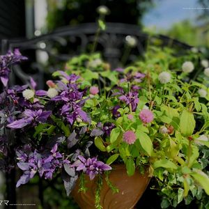 観賞用トウガラシ・パープルフラッシュ,千日紅（せんにちこう）,ハンギングバスケット,植物のある暮らし,繋がりに感謝✨の画像