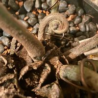 リュウビンタイ,ハロウィン,猫にも安全の画像