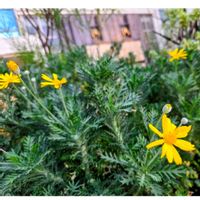 ペンタス,ユリオプスデージー,かわいいな♡,黄色,美しいの画像