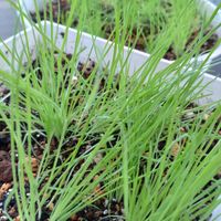 バニーテール,ラグラスの画像