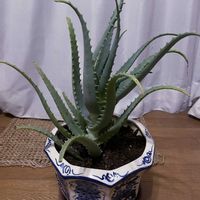 アロエ,キダチアロエ,多肉植物,iPhone撮影,リビング・ダイニングの画像