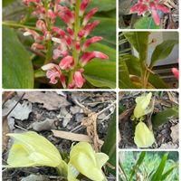 みょうが,ハナミョウガ,ハナミョウガ,ミョウガの花,ミョウガの花の画像