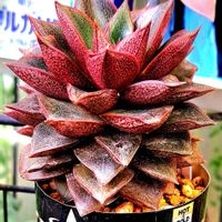 大和錦,エケベリア 大和錦,ダイソー,植物男子ベランダー,エケベリア好きの画像