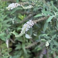 セイヨウニンジンボク,お散歩,シソ科,ハマゴウ属,西洋人参木の画像