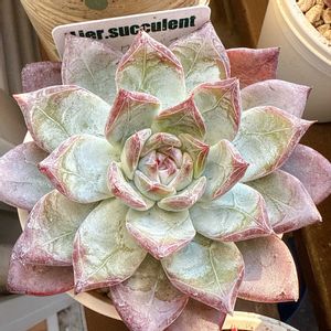 ブラックサバス,多肉植物,cocotto77_ブラックサバス②成長記録,ベランダの画像