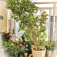 ゴムの木,バリエガータ,ベンジャミン,ベンジャミン・シタシオン,フィカスの画像