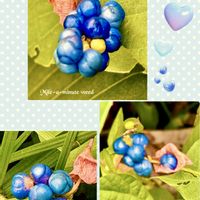 オキナワスズメウリ,スズメウリ,ノブドウ,イシミカワ,つる性植物の画像