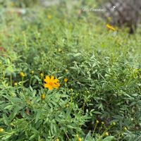 レモンマリーゴールド,花のある暮らし,秋の草花,広い庭の画像
