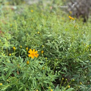 レモンマリーゴールド,花のある暮らし,秋の草花,広い庭の画像