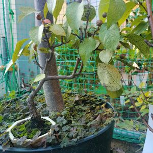 クチナシ,クリスマスホーリー,イヌナシ,盆栽,戦争反対の画像