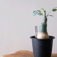 アデニア・グラウカ,多肉植物,観葉植物,塊根植物,リビング・ダイニングの画像