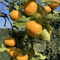 ミカン,イヌマキ,ヨモギ,タンキリマメ,タンキリマメの画像