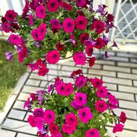 パンジー,ビオラ,サフィニア,サフィニア パープルミニ,秋の花の画像