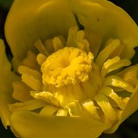 コウホネ,河骨,黄色い花,お散歩写真,お出かけ先の画像