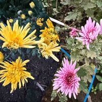 ほうれん草,アンデスレッド・ジャガイモ,タケニグサ,食用菊,食用菊の画像