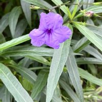 ヤナギバルイラソウ,紫の花,キツネノマゴ科,さんぽ,メキシコの画像