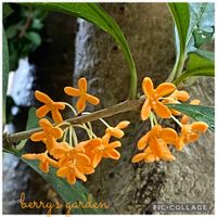 キンモクセイ,キンモクセイ,スズラン,スズラン,ミニバラの画像