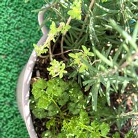 レモンバーベナ,パセリ,寄せ植え,ハーブ,ベランダの画像