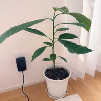アボカド,観葉植物,リビング窓辺,家の庭の画像