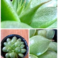 タマスダレ,ポーチュラカ,シルバースター,ミョウガの花,ミョウガの画像