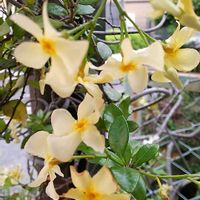 テイカカズラの画像