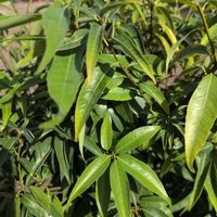 シラカシの画像