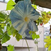 アサガオ,朝顔　フライング　ソーサー,グリーンカーテンの画像