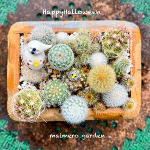 サボテン,サビサビ,サボ寄せ,ikuraさんの木箱,和菓子の日の画像